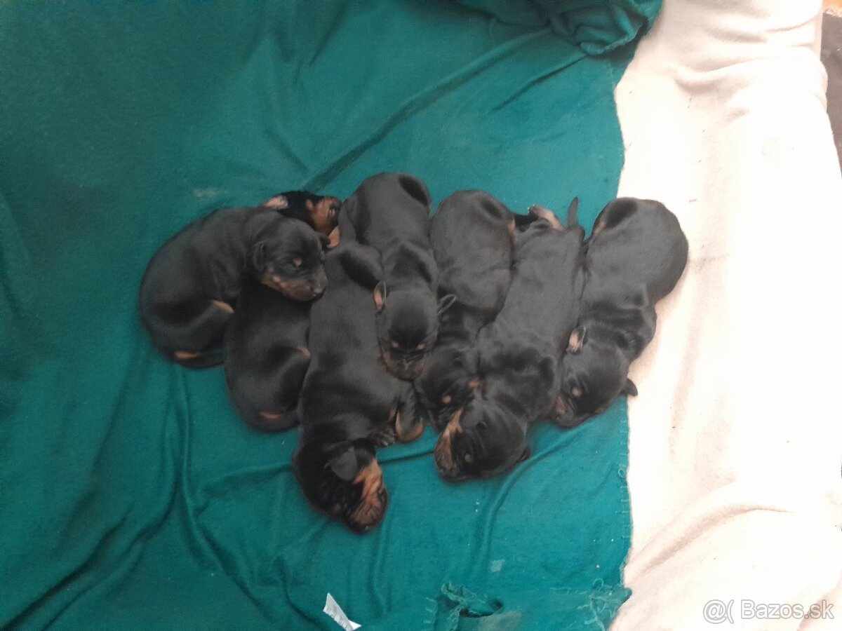 Doberman