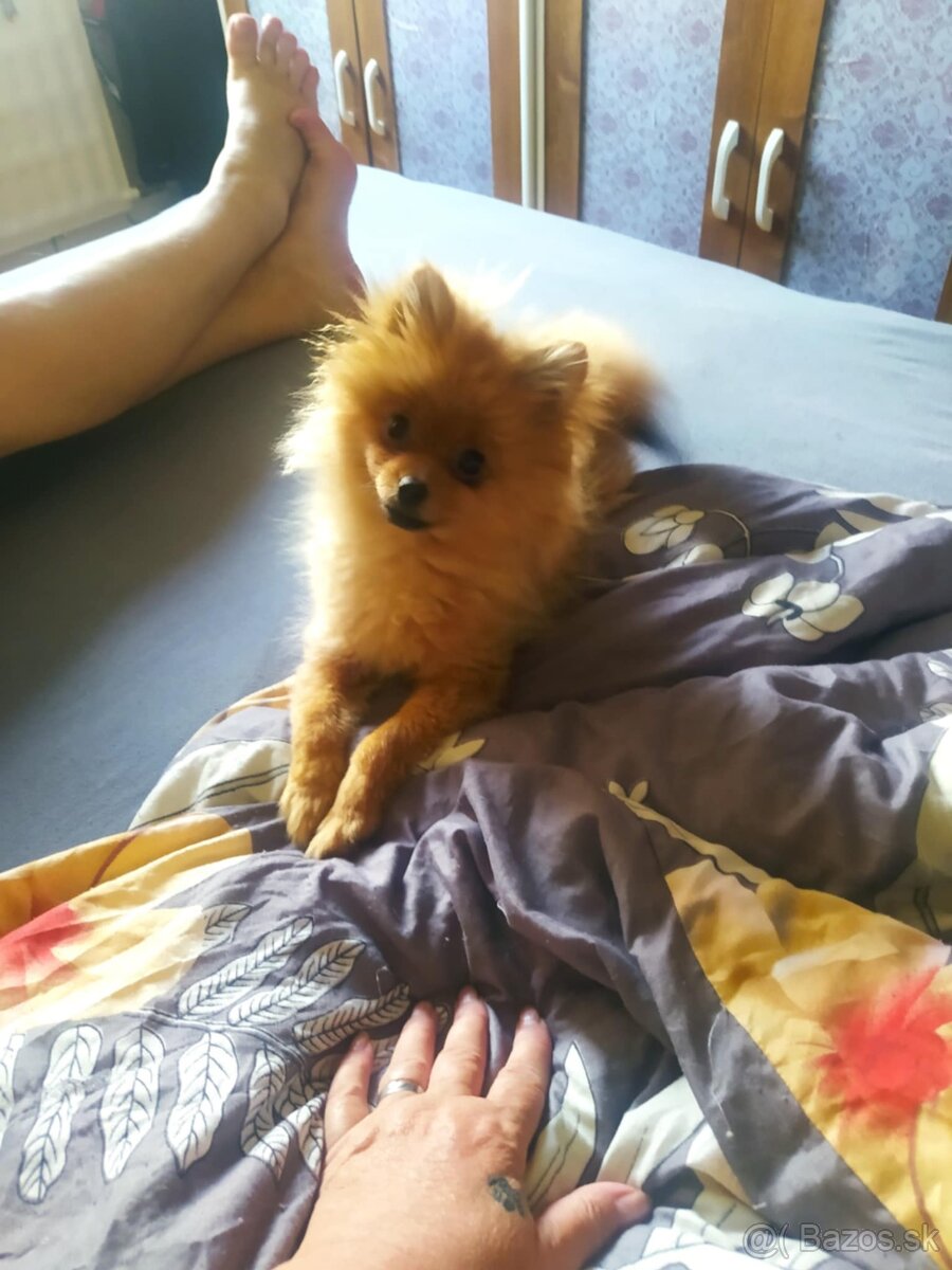 Mini trpasliči špic