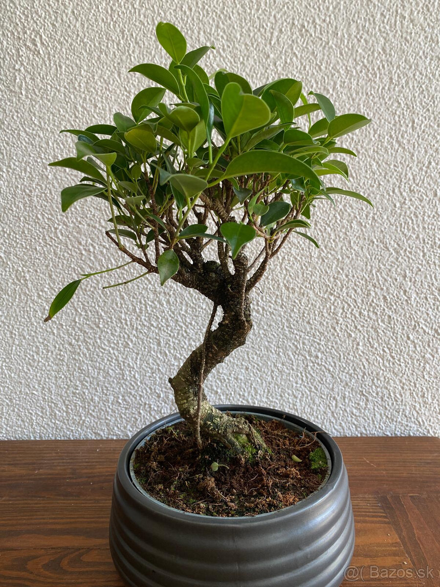 Fikus Ficus Retusa bonsaj