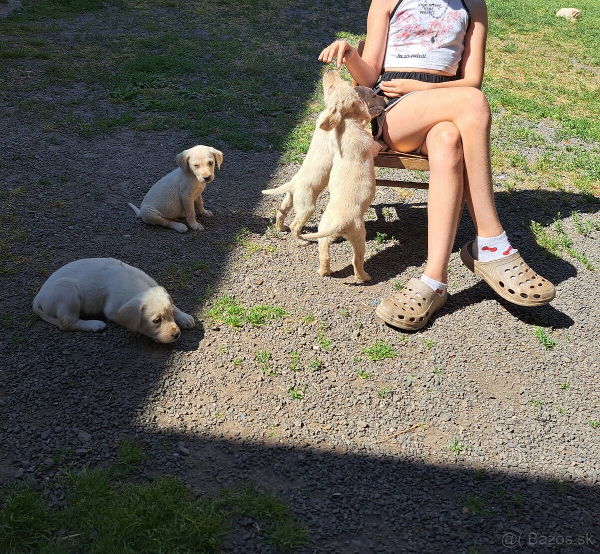 Šteniatka labrador