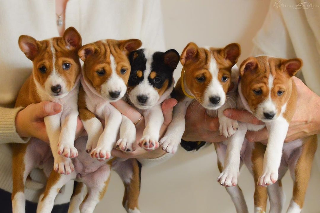 Roztomilé šteniatka Basenji na adopciu