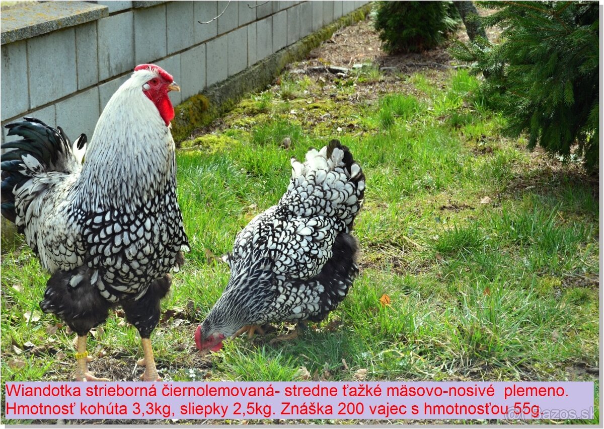 Predám kuriatka wiandotky striebornej čierno lemovanej