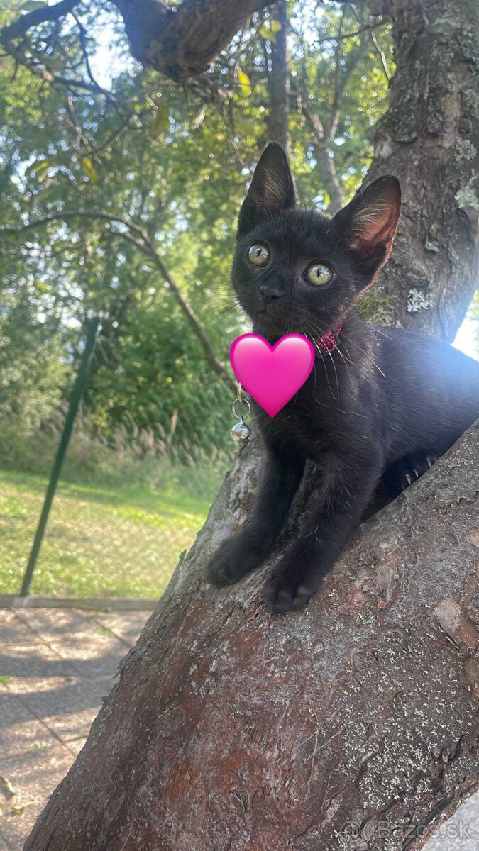 🐾 Hľadáme milujúcu rodinku pre kocúrika Fifka 🐾