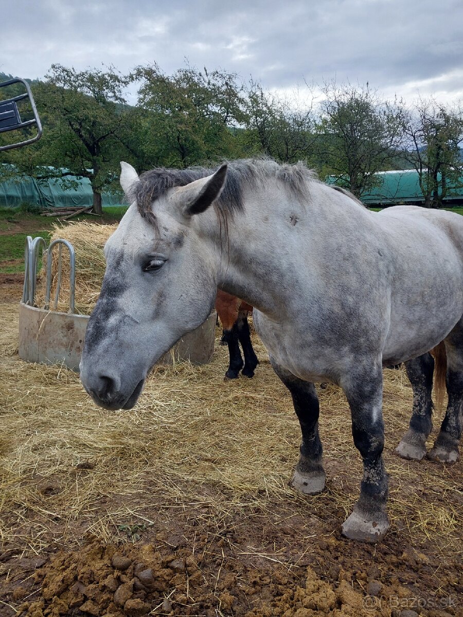Percheron kobyla z PP plný pôvod