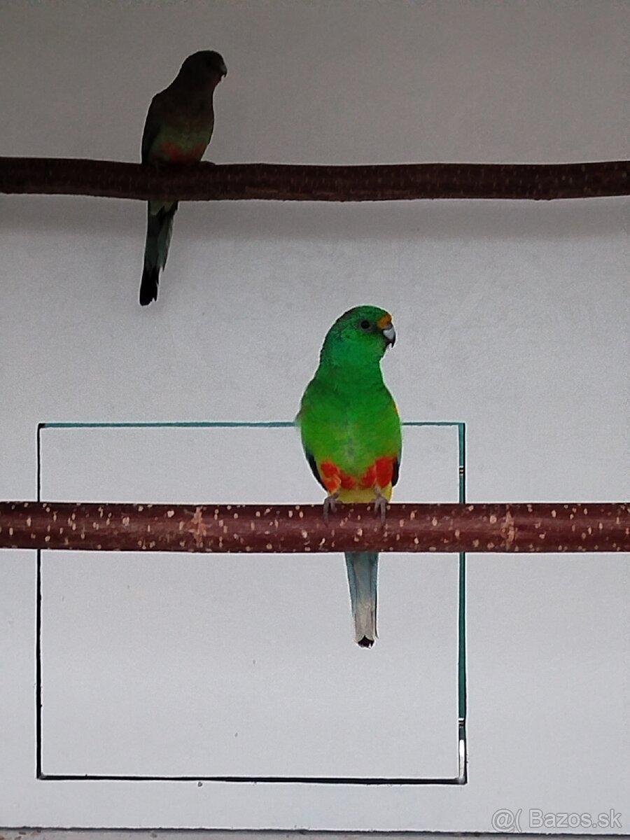 Papagáj mnohofarebný