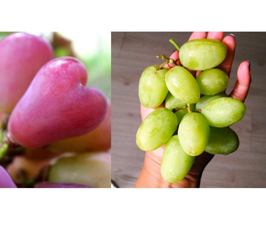 Stolový vinič - sadenice