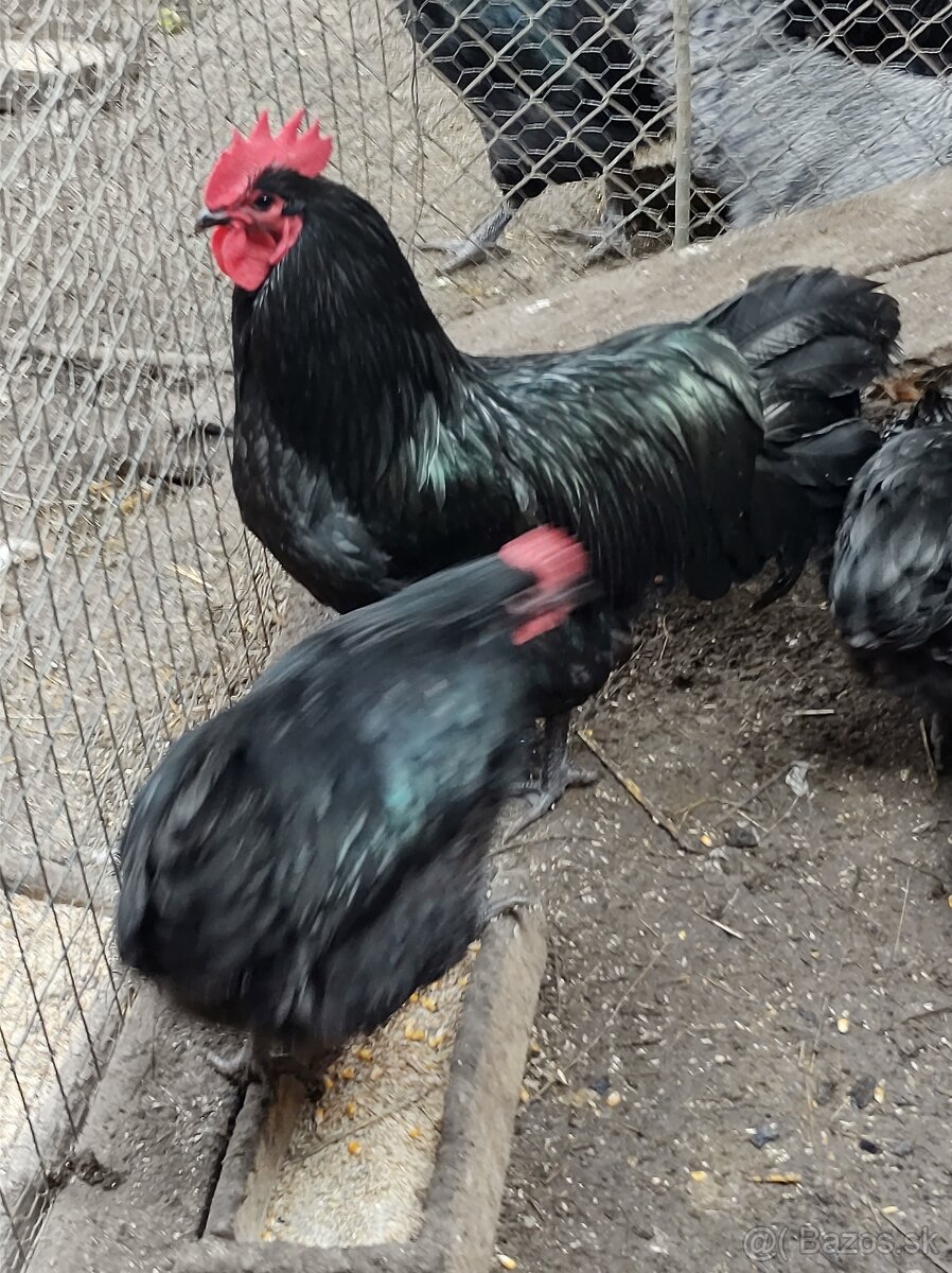 Australorpky Leghorn