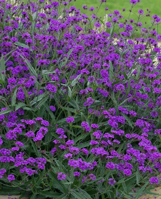Železník-Verbena