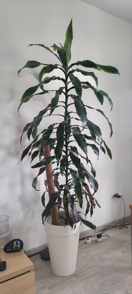 Dracena