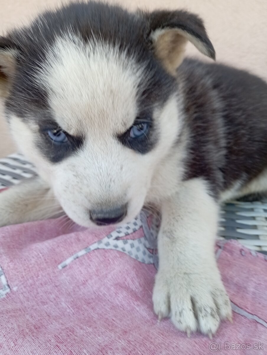 Sibírsky husky šteniatka
