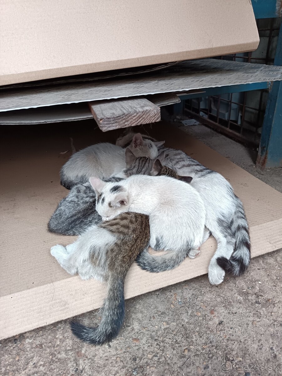 Mačiatka s mamou mačkou