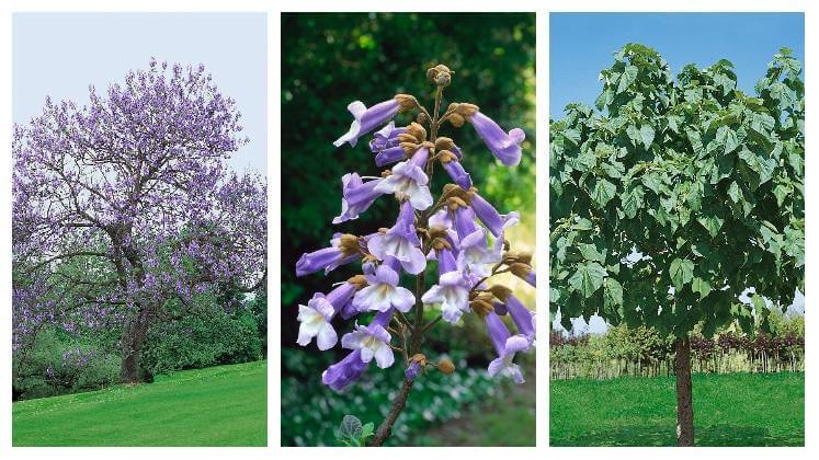 paulownia