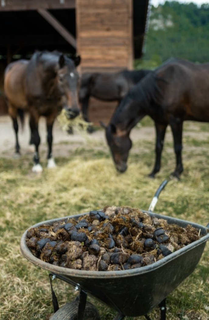 Darujem konský hnoj