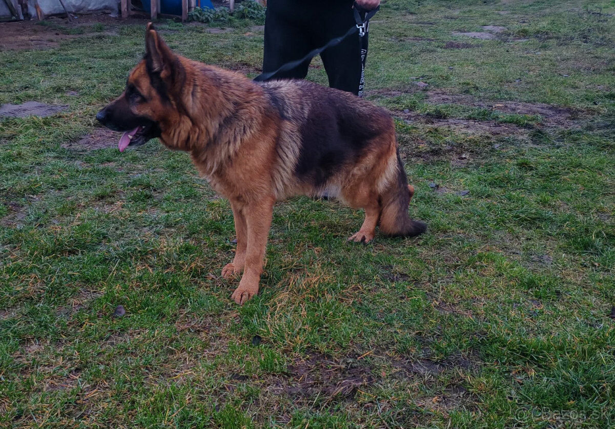 Na predaj nemecký ovčiak