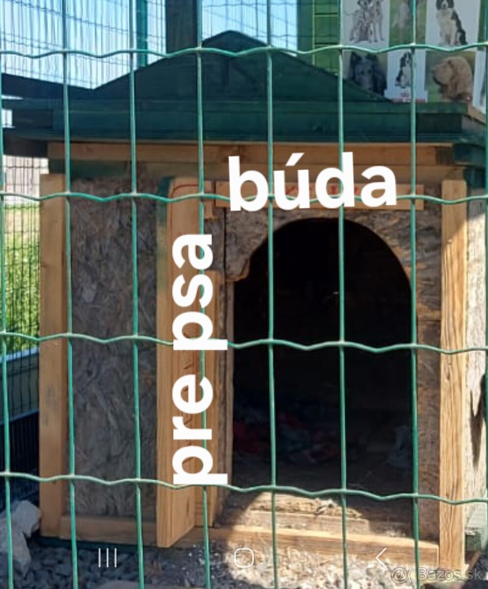 Psia búda