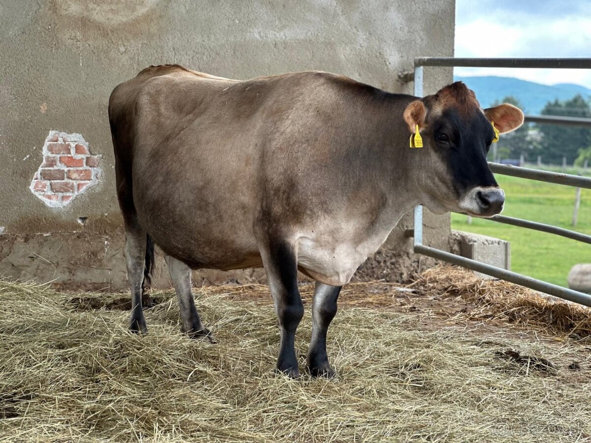 Predam kravu plemena Jersey