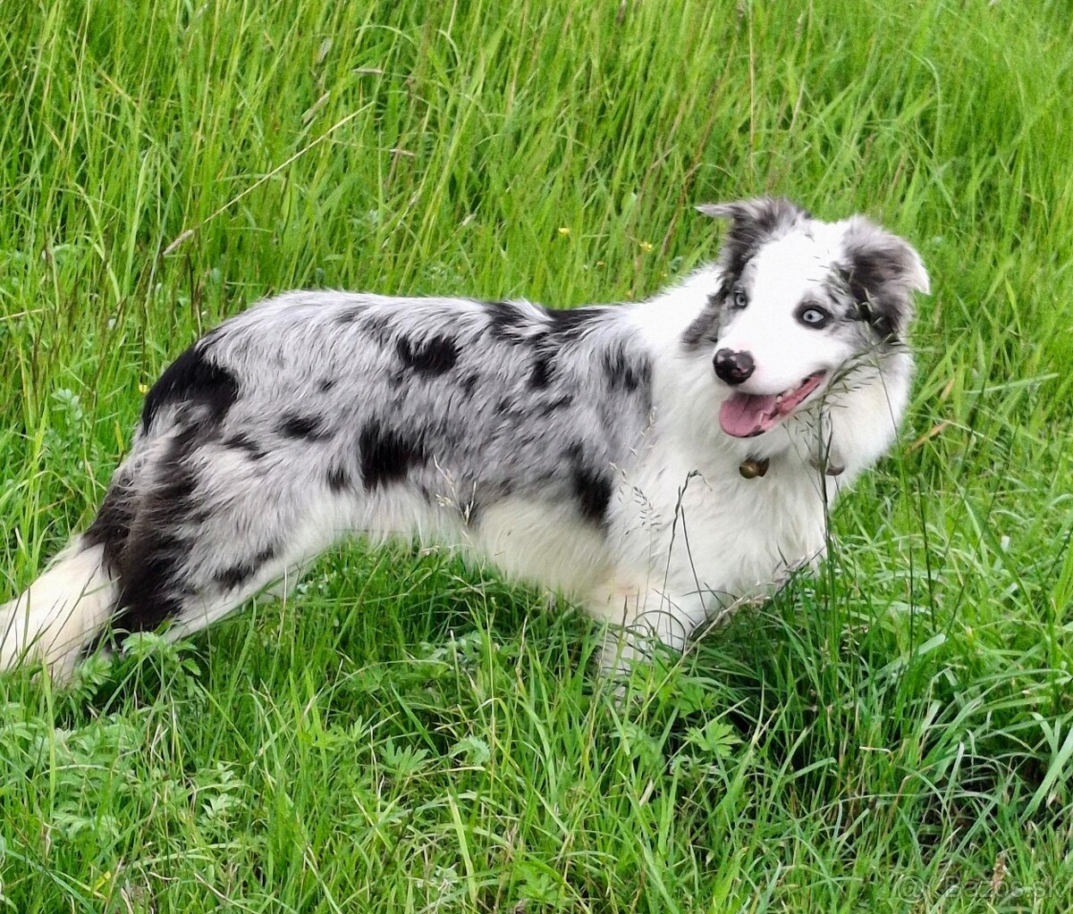 Prodám patnáctimesicniho blue merle pejska border collie s