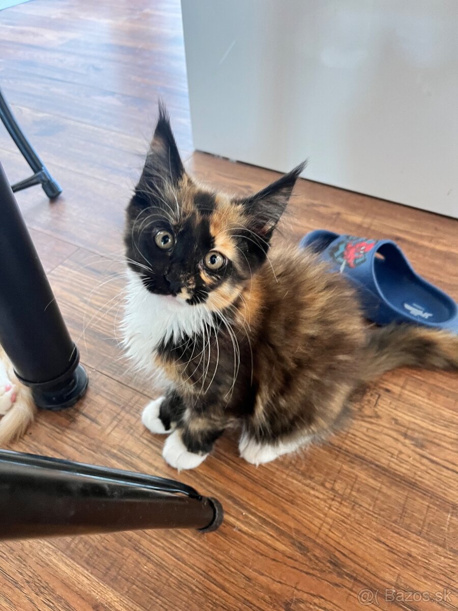 maciatka maine coon/ mainska myvalia