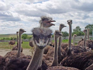 Predám pštrosa afrického