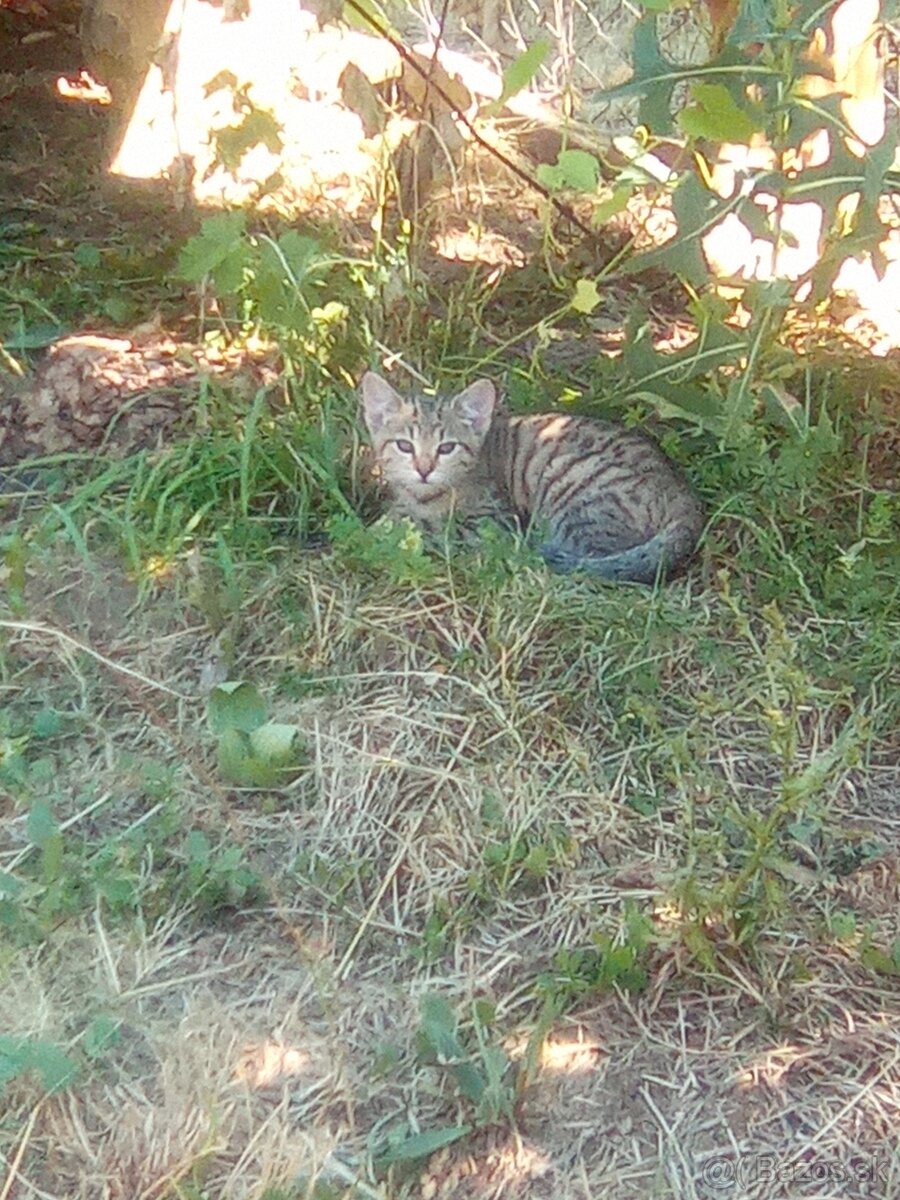 Darujem mačiatka
