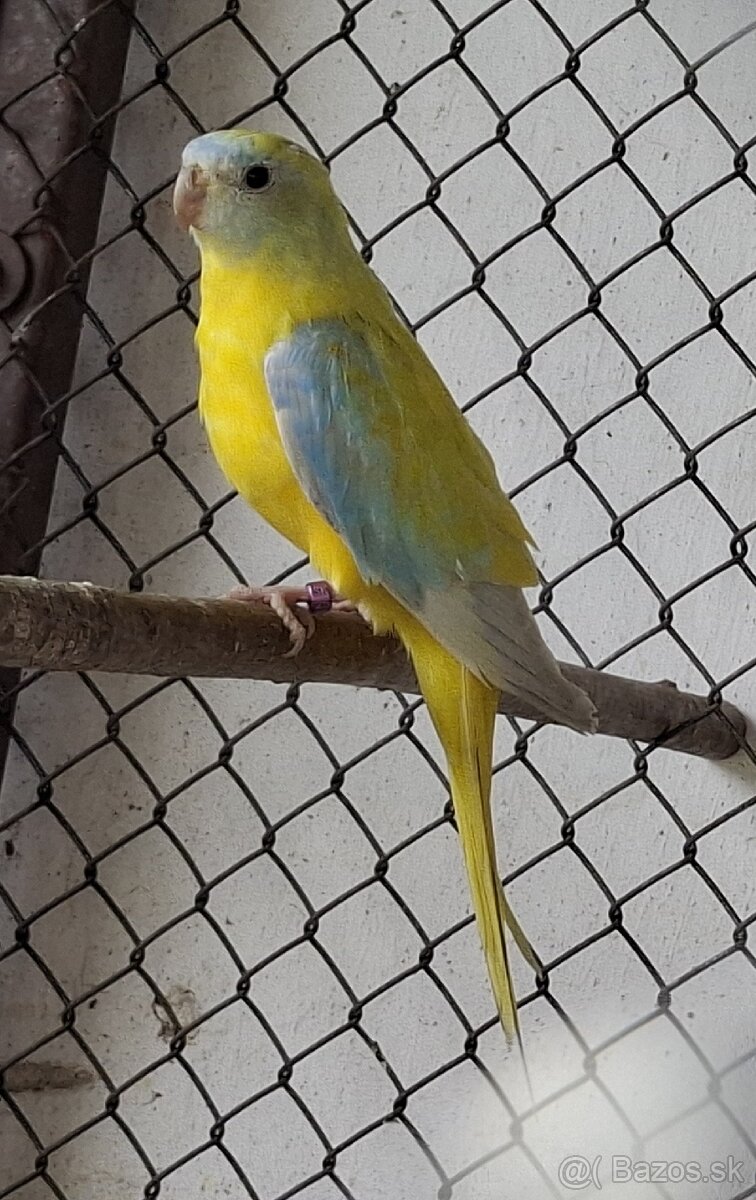 Neoféma tyrkysová žltobruchý opalín