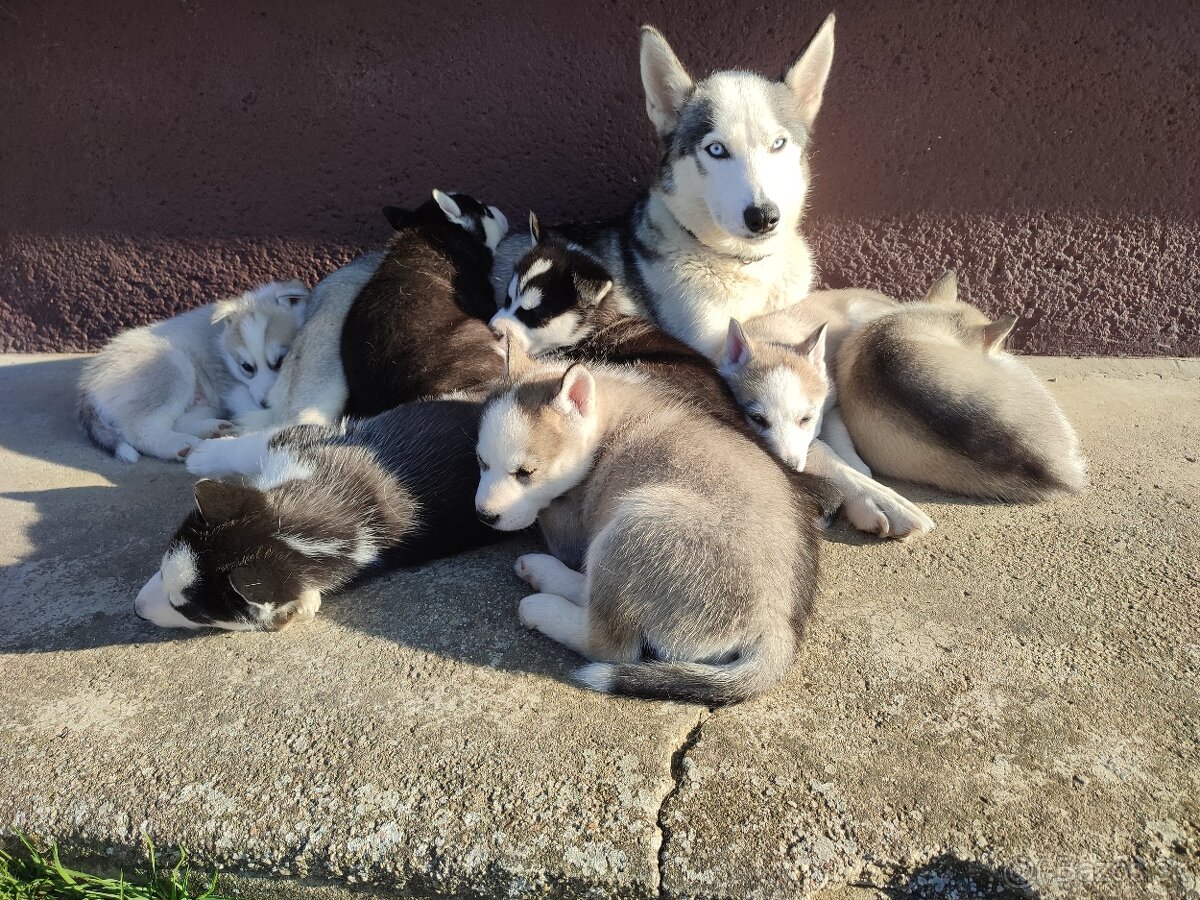 Šteniatka sibírsky husky