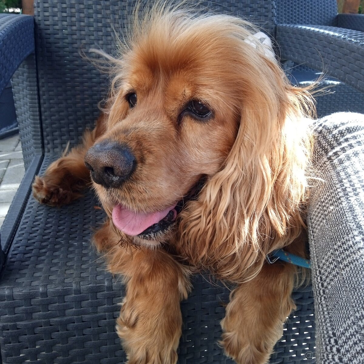 Anglický kokeršpaniel na krytie