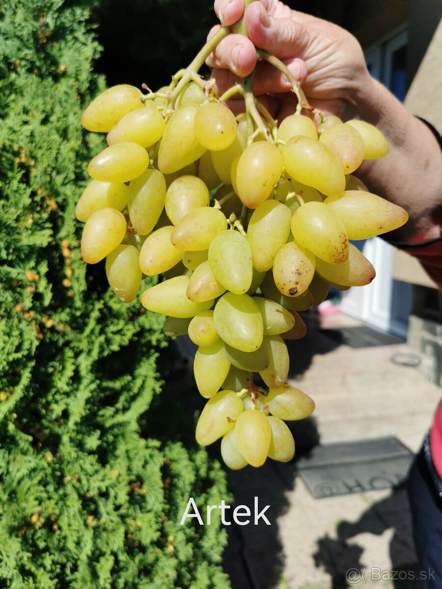 Sadenice viniča