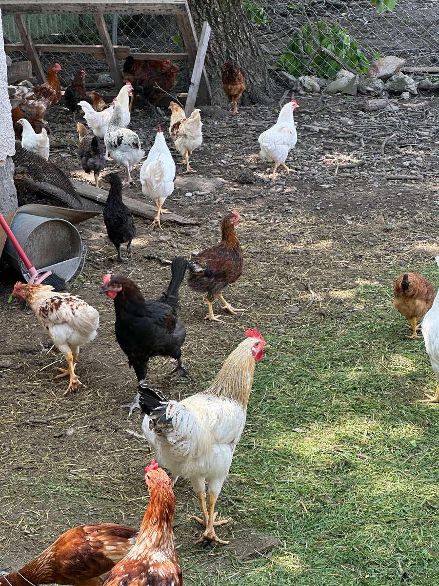 Kohut na predaj kohuti