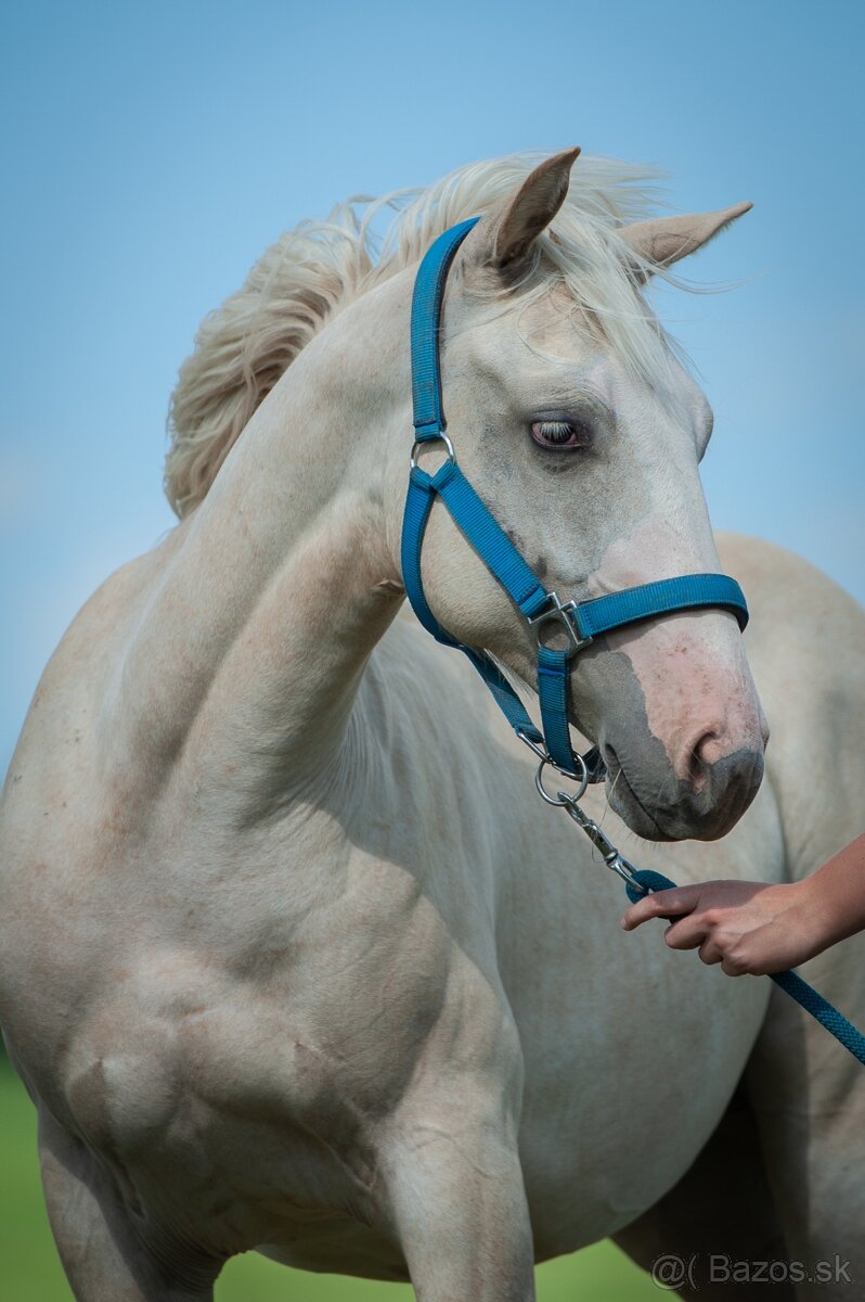 2024 QH/APHA hřebeček
