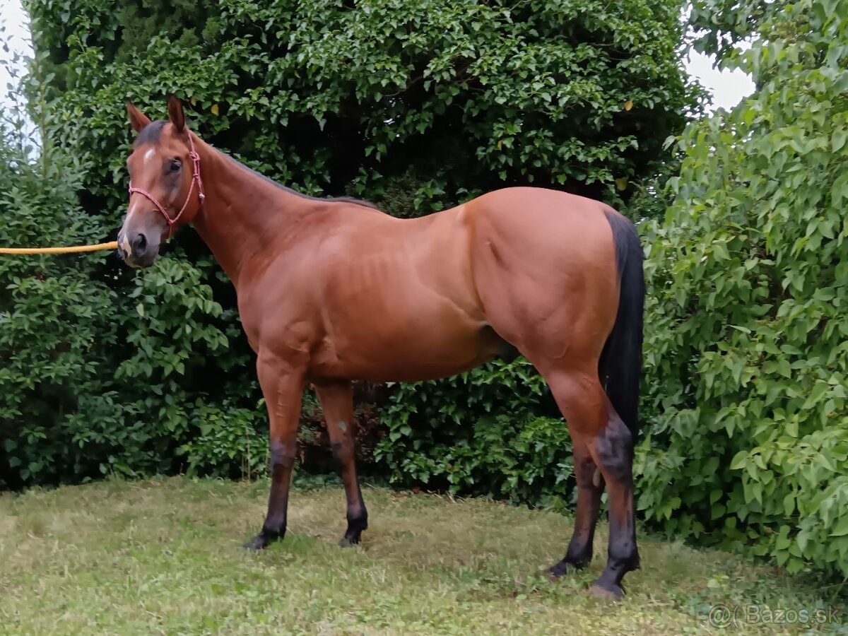 3-letý valach QH