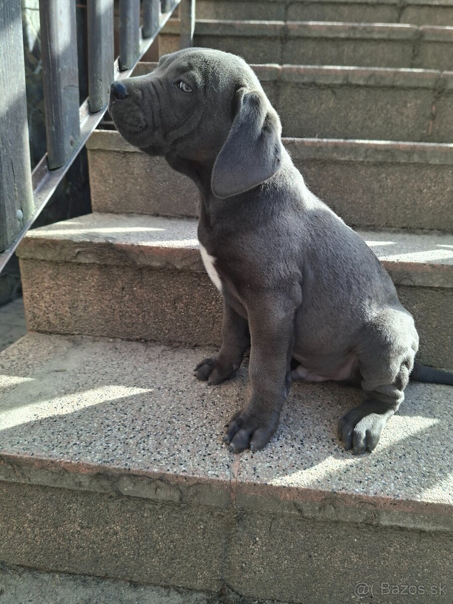 Predám posledné šteniatko Cane Corso rušená rezervácia