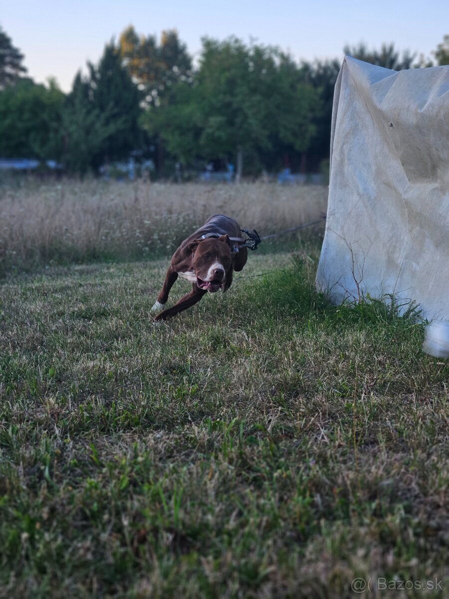 Americký pitbullterier, pitbul , apbt
