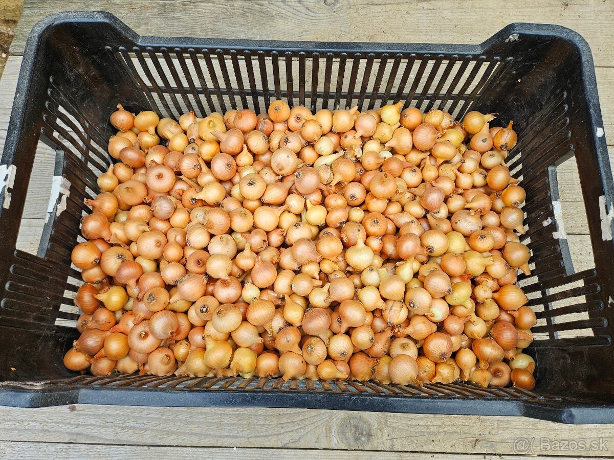 Cibuľa