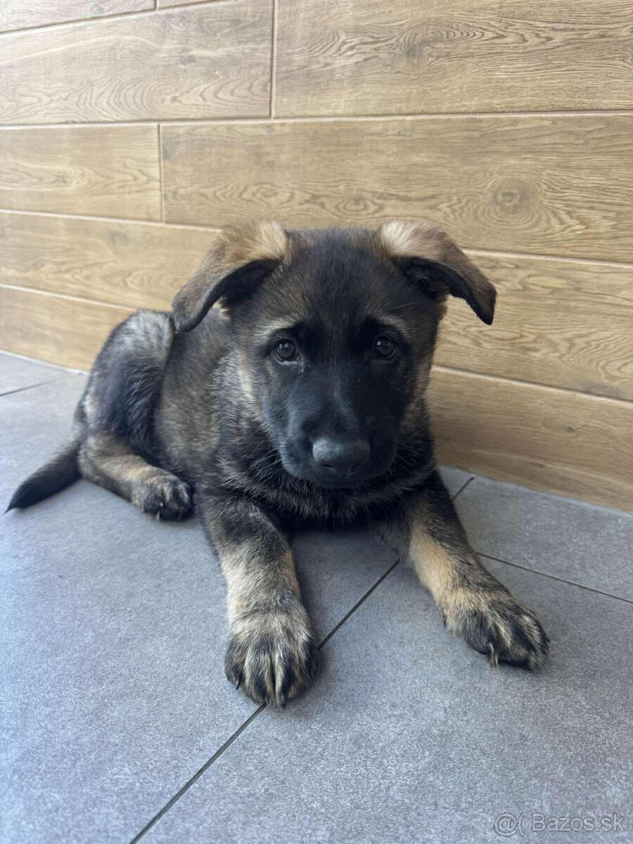 Predám šteniatka nemeckého ovčiaka