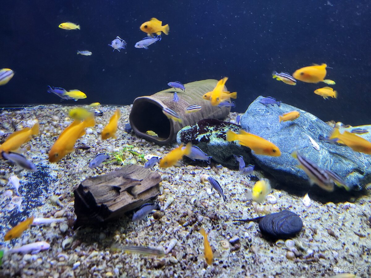 Africke cichlidy malawi