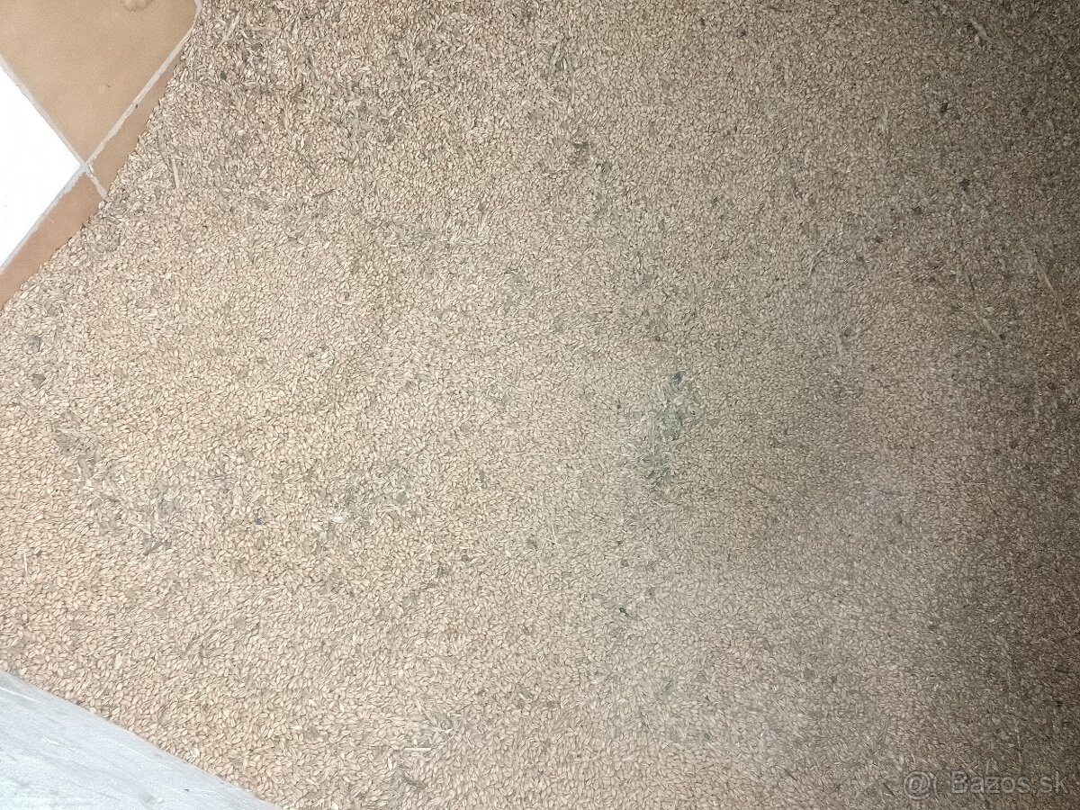 Predam pšenicu a jačmeň