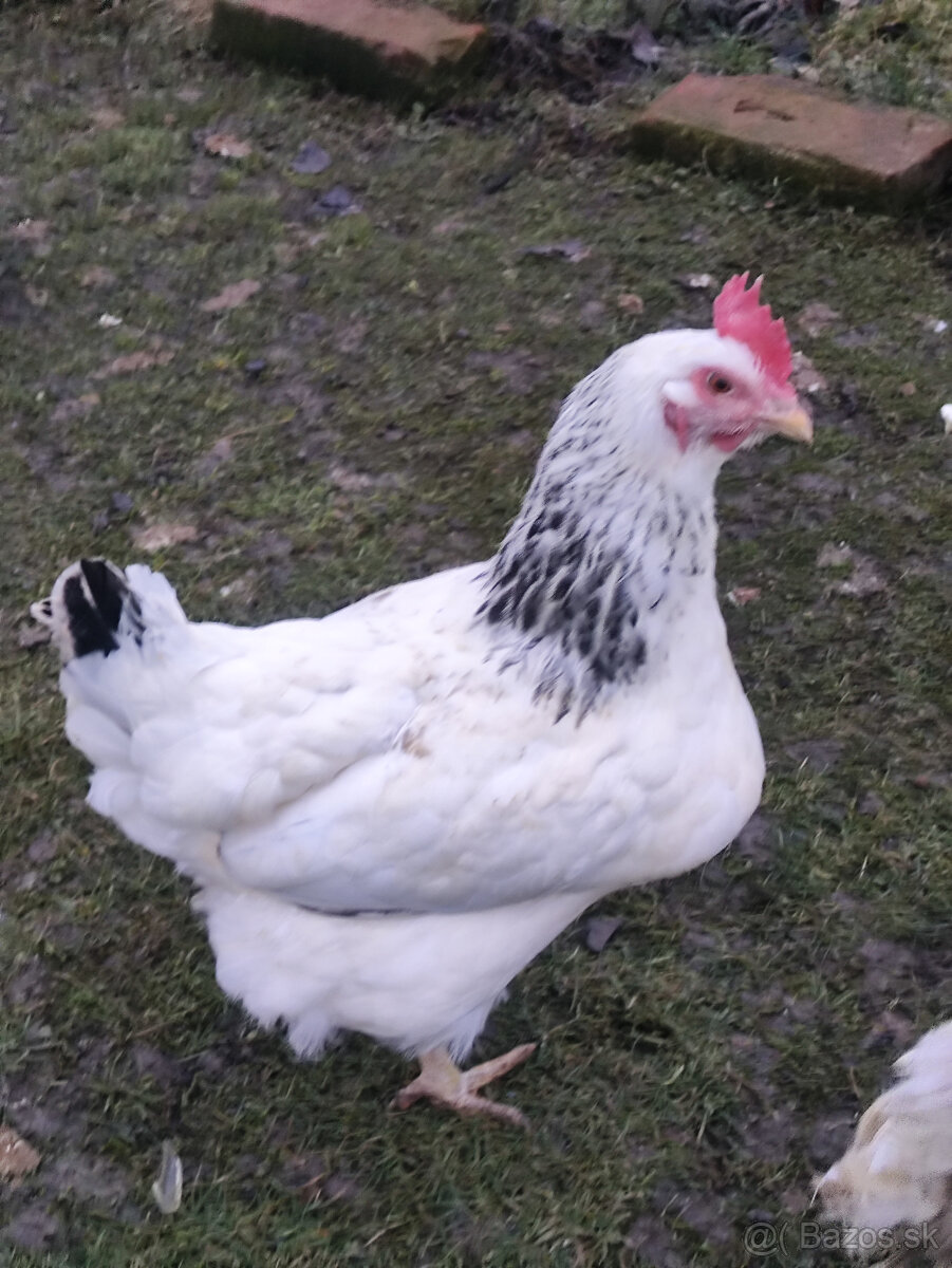 Predám sliepky+kohút