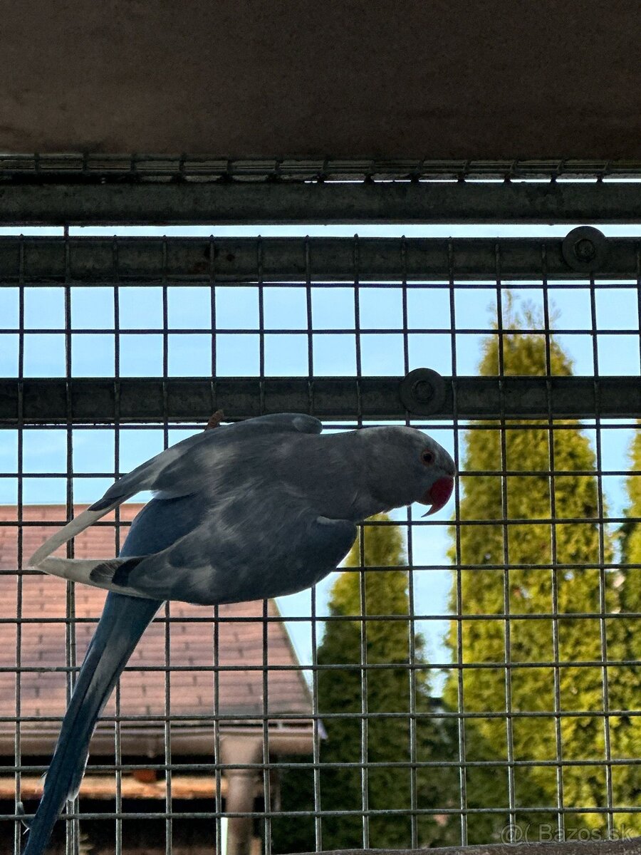 Predám Alexander malý 1.0.