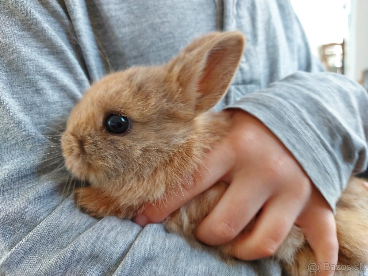 Zakrslý zajačik, zakrslý králik