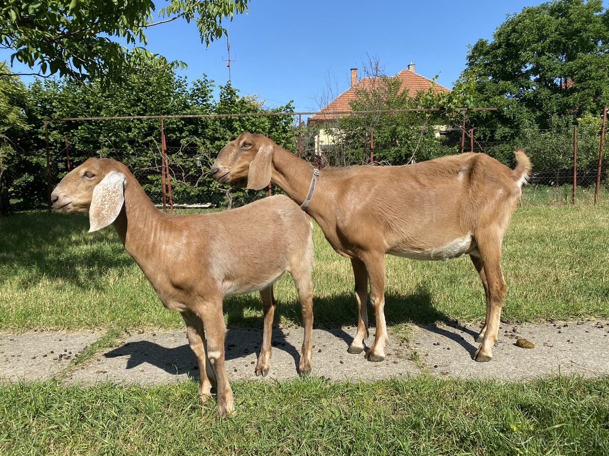 4 mesačná kozička + matka