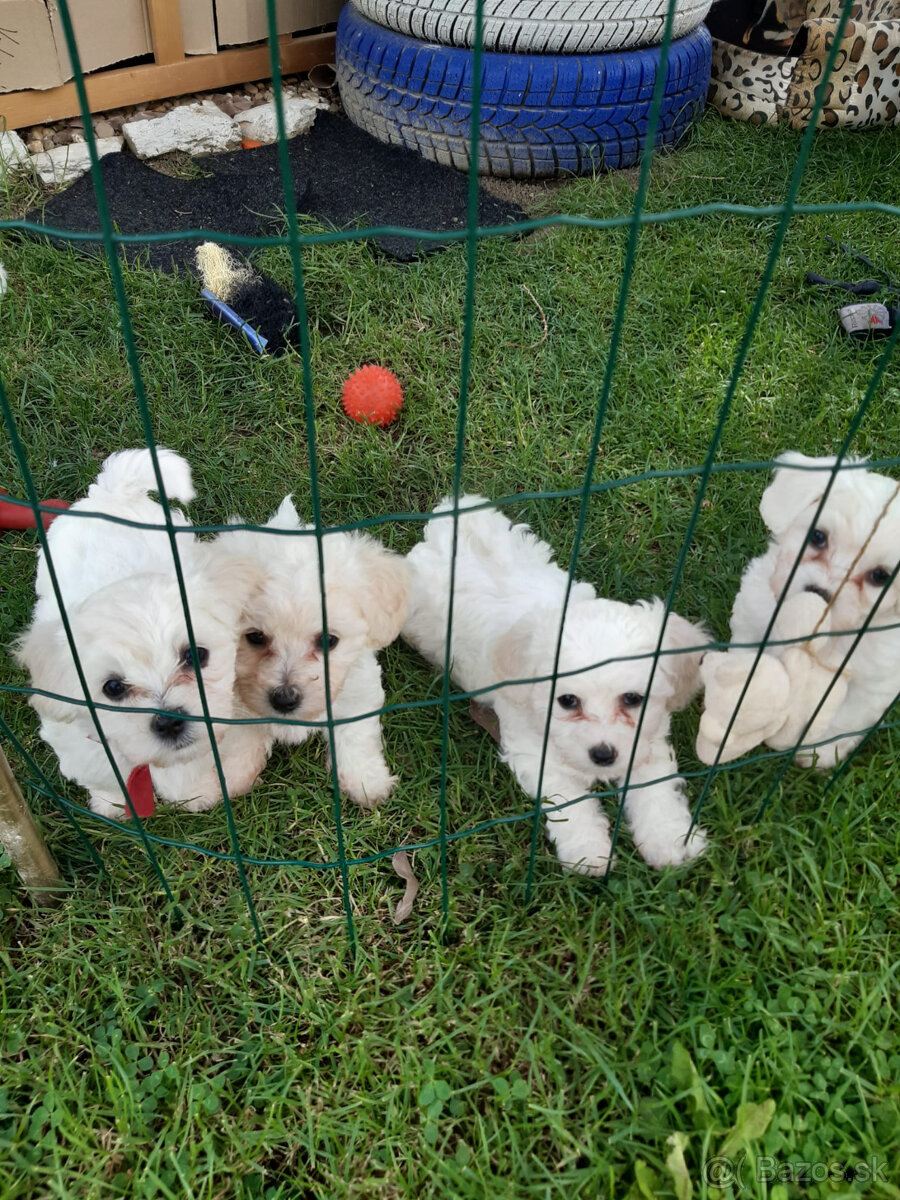 Bišon (bichon)