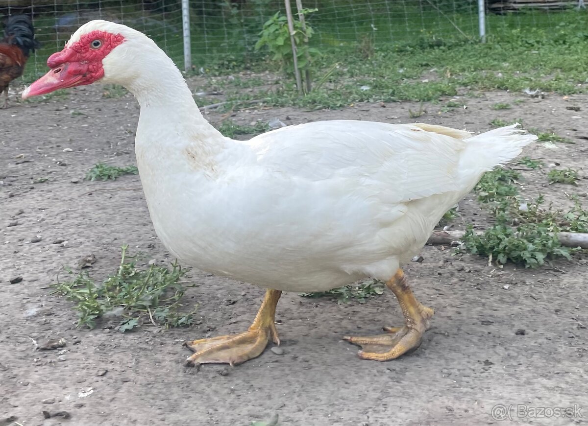 Pižmový káčer