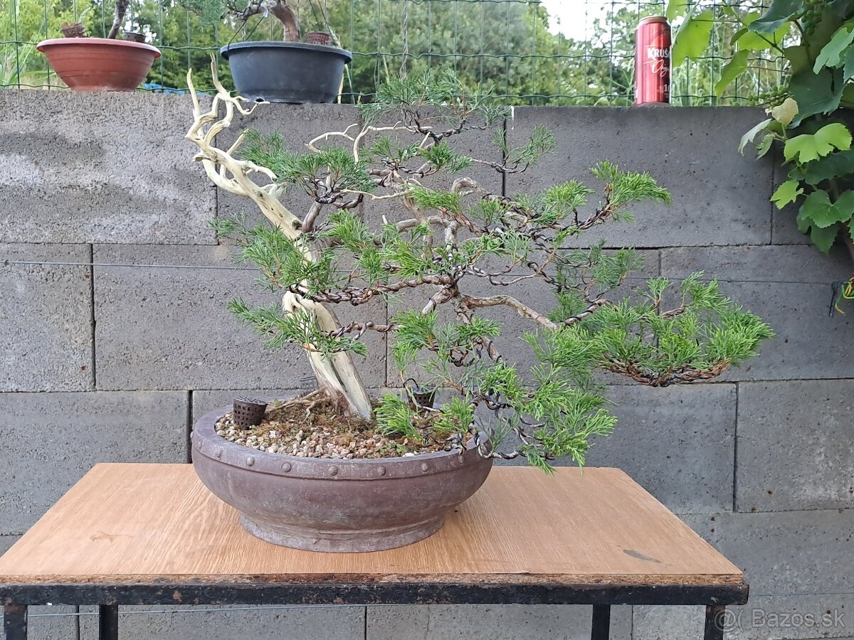 Bonsai / bonsaj - rozne, foto v prilohe, ponuka v texte