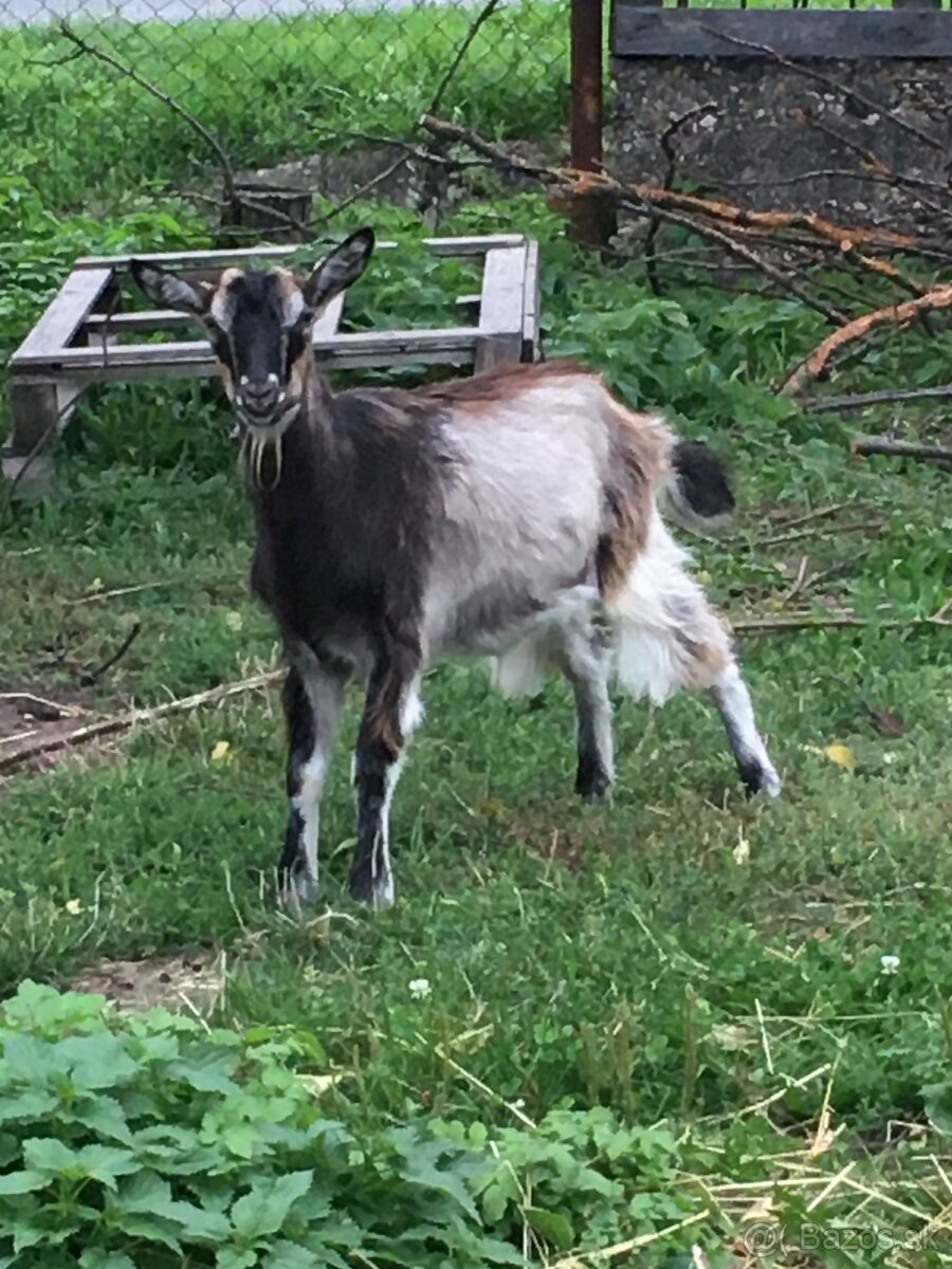 Predam capka na mäso