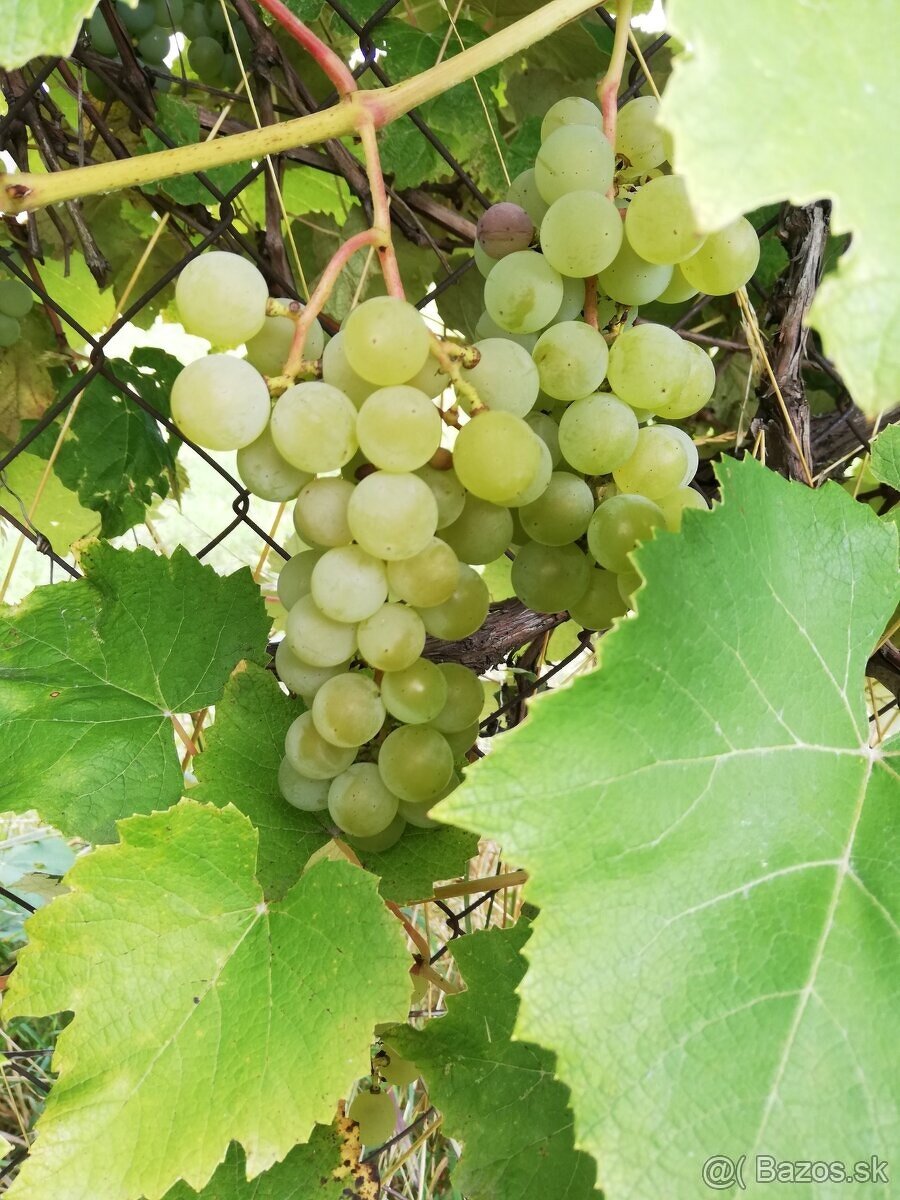 Veľmi chutné, sladké HROZNO