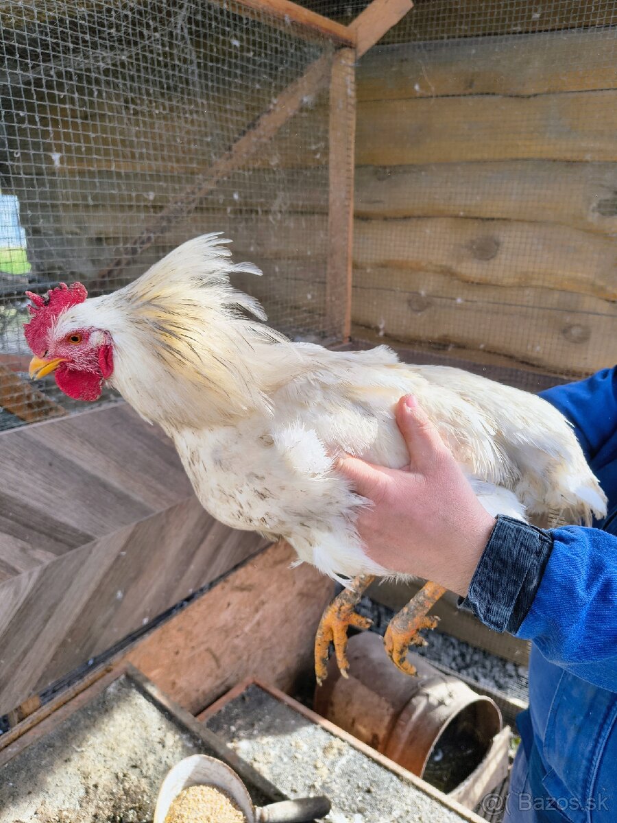 Predám mladých kohútov toho ročnych