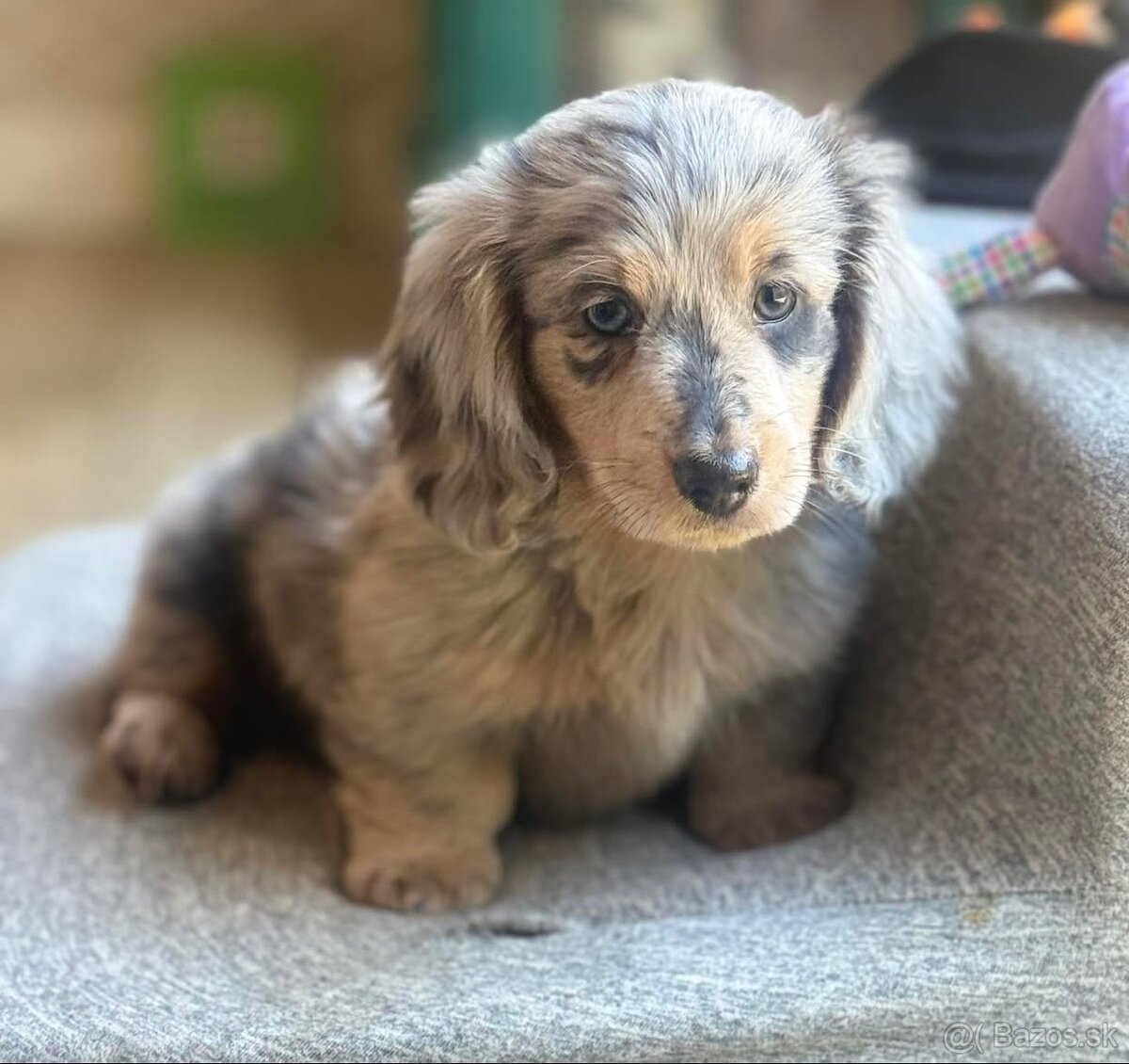 K dispozícii sú dve šteniatka jazvečíka.