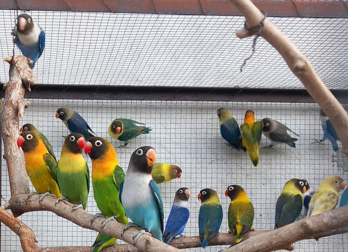 Agapornisy fischeri a škraboškové