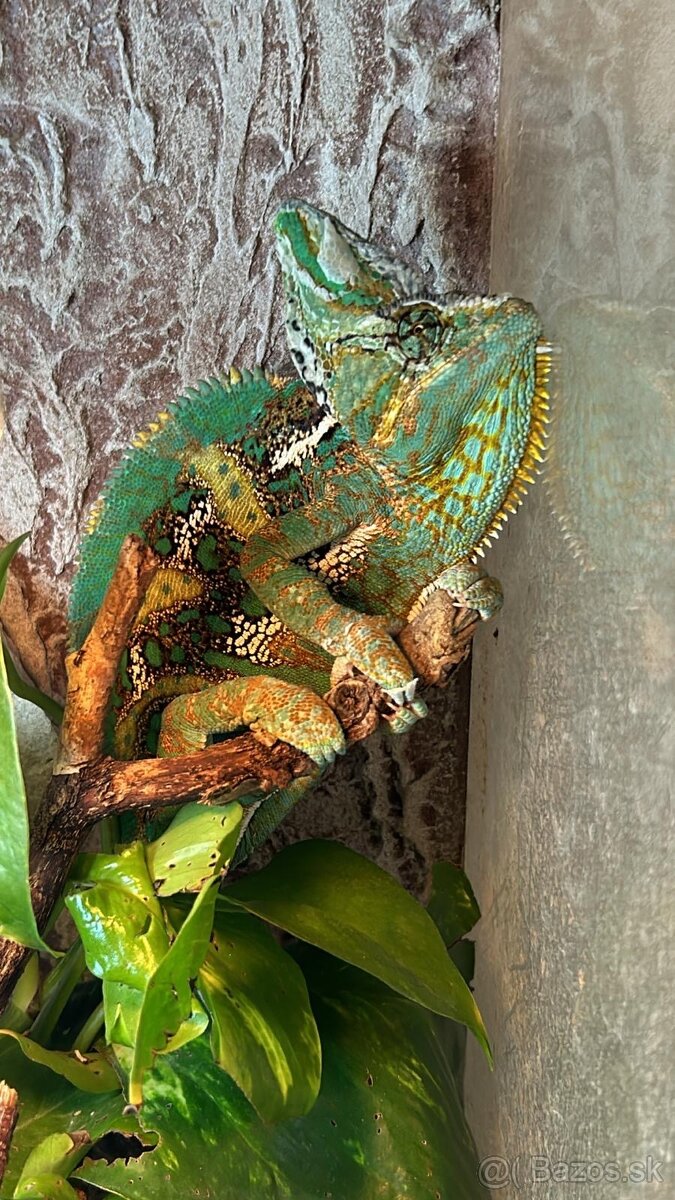 Predam rocneho samceka jemenskeho chameleona